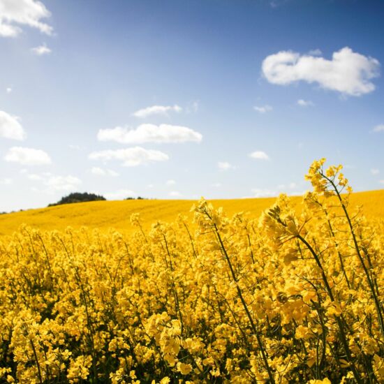 Rapsfeld in Blüte mit blauem Himmel